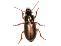 Harpalus affinis